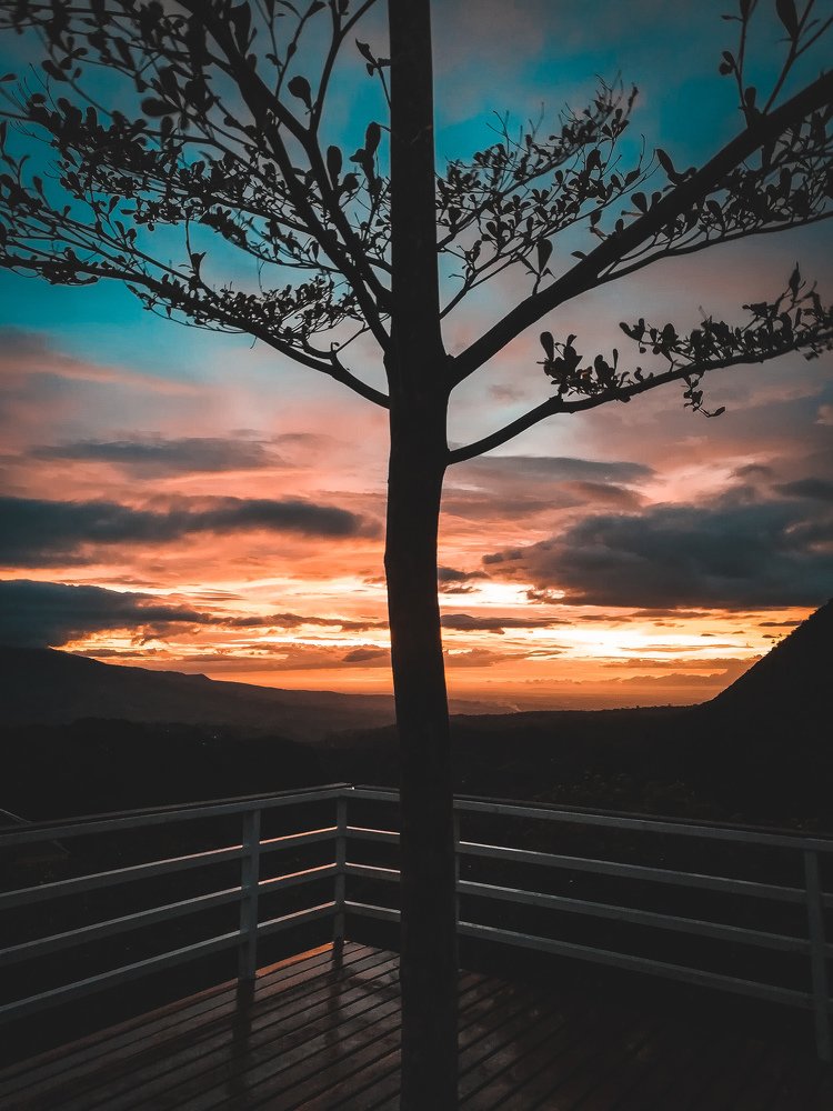 Tree of life.