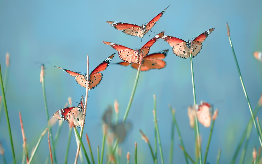 Flock of Butterflies