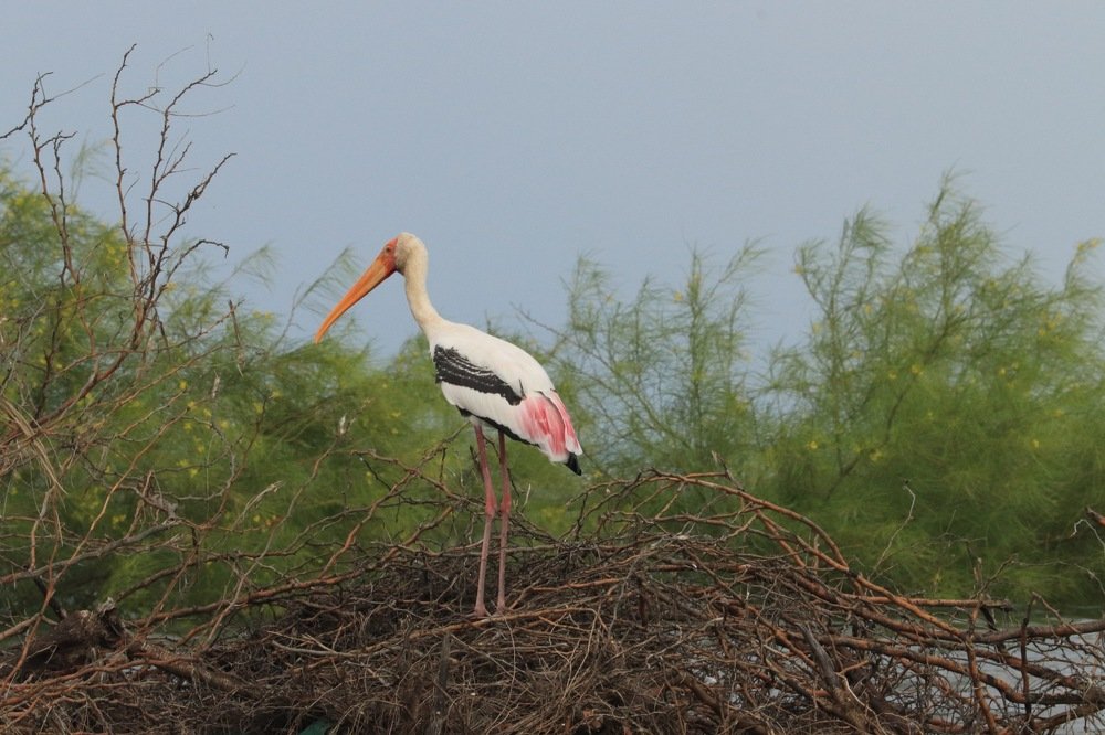 Painted stork