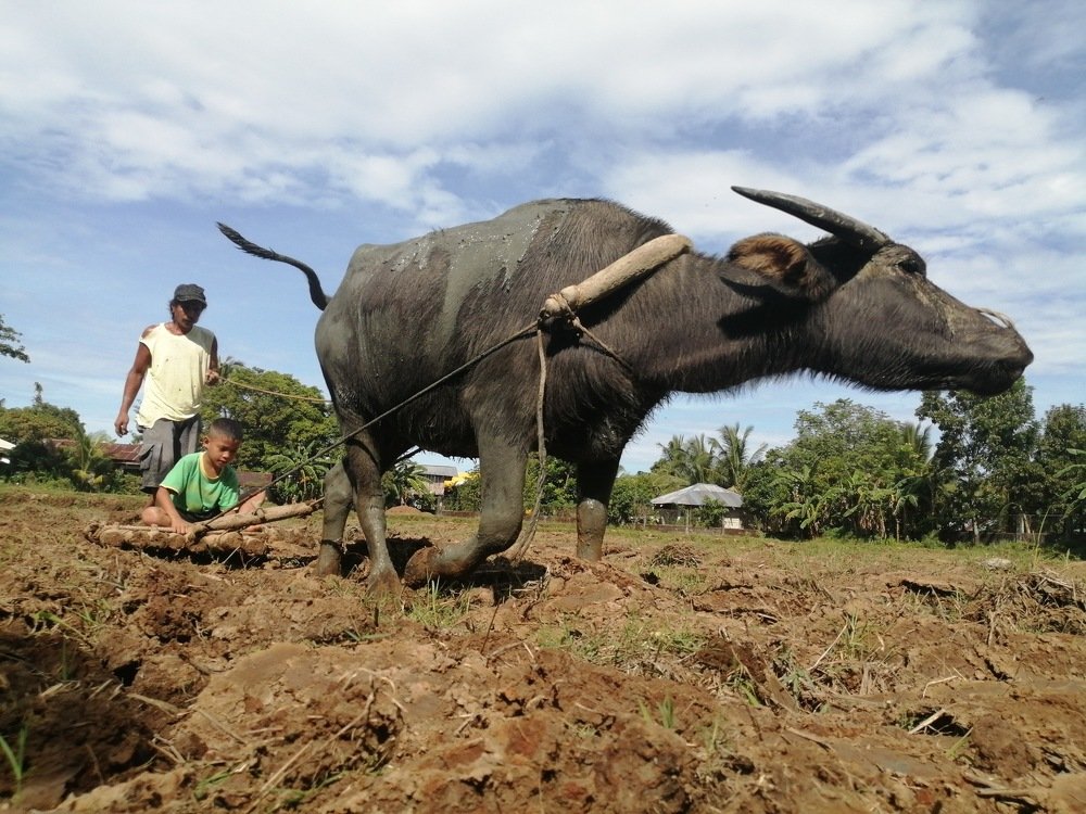 Filipino farmer