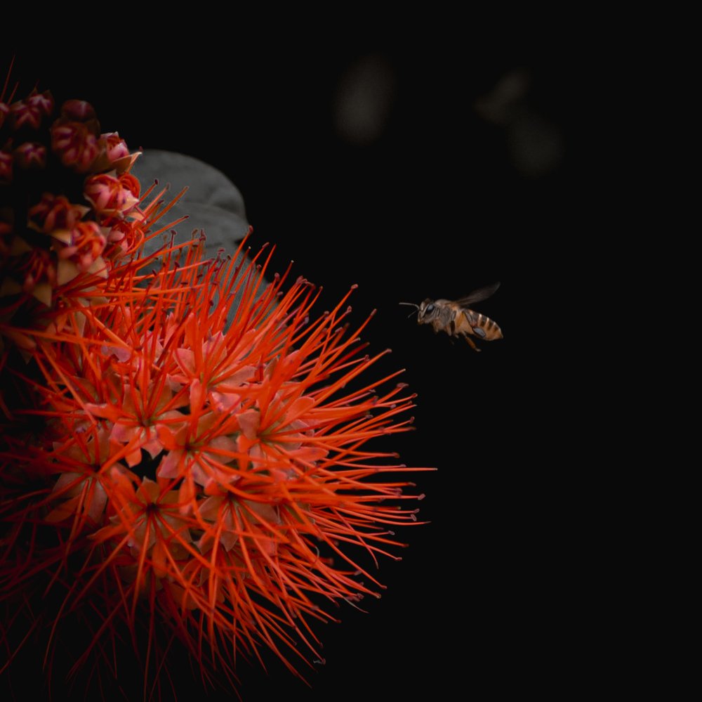 Photograph by Edwin bedua camin