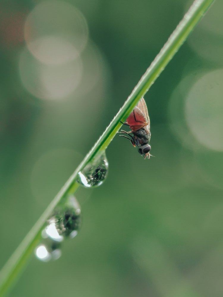 Photograph by Arniel Alderite