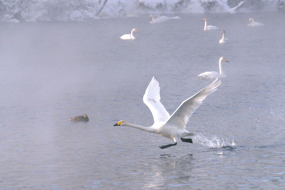 Photograph by BORIS KURTUKOV