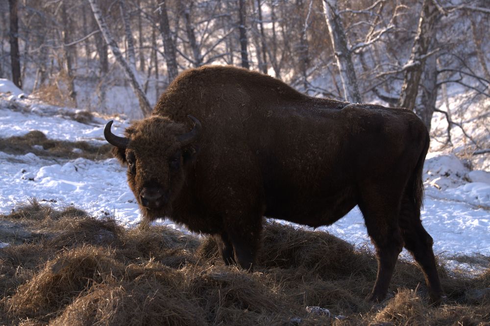 Photograph by BORIS KURTUKOV