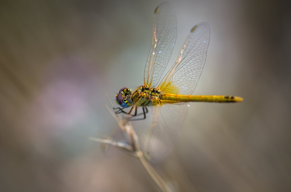 Фотография автора Константин Яковлев