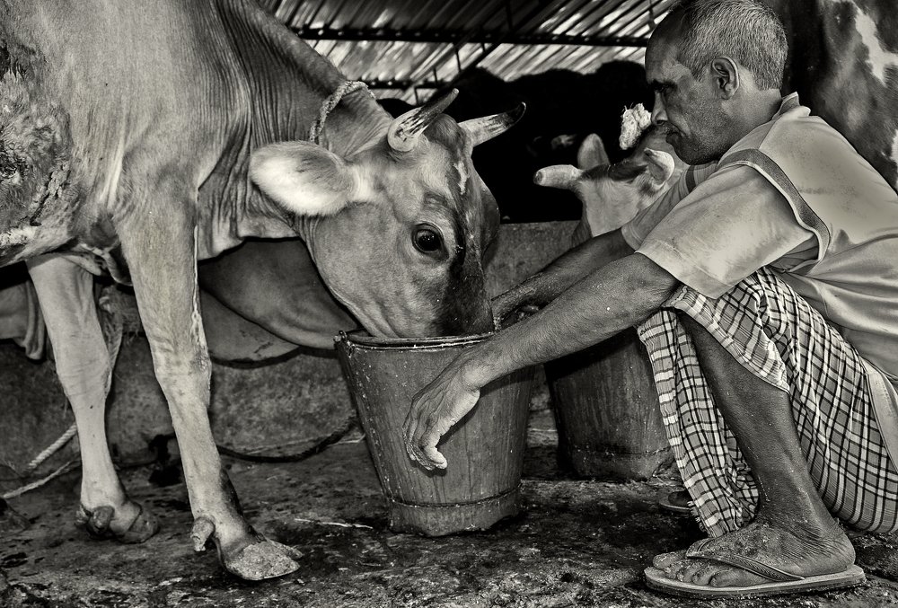 Shepherd of Guwahati