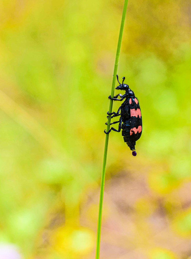 Photograph by Victoryvikas dadala