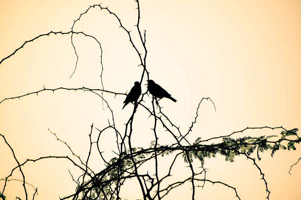 Photograph by Victoryvikas dadala