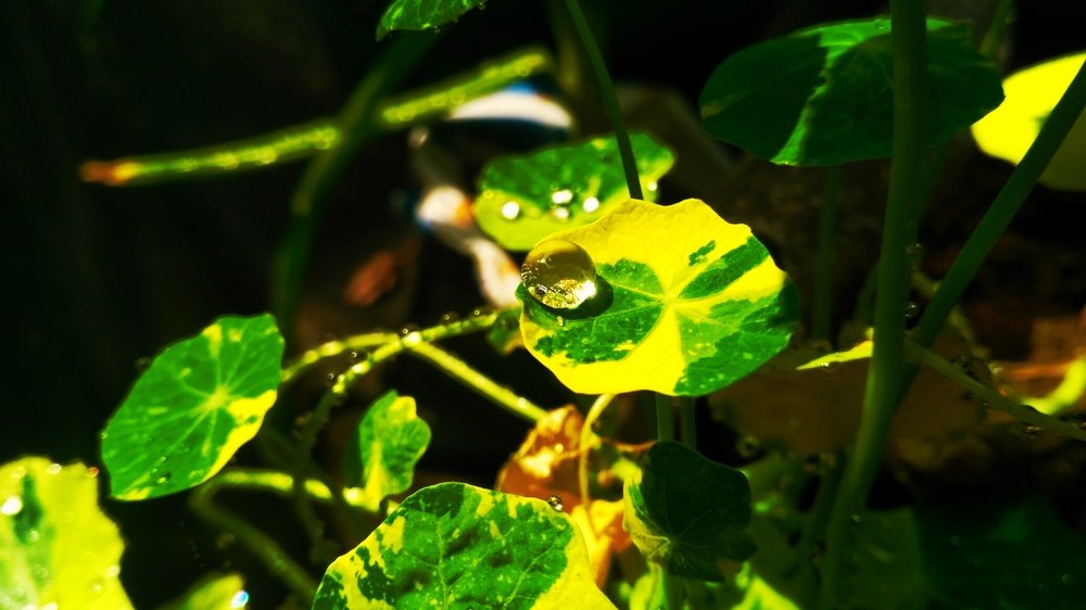 Photograph by Antaryami Das