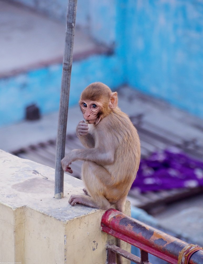 Photograph by DHIRAJ GOSWAMI