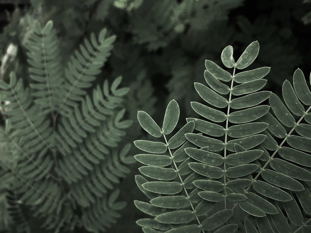 Green life