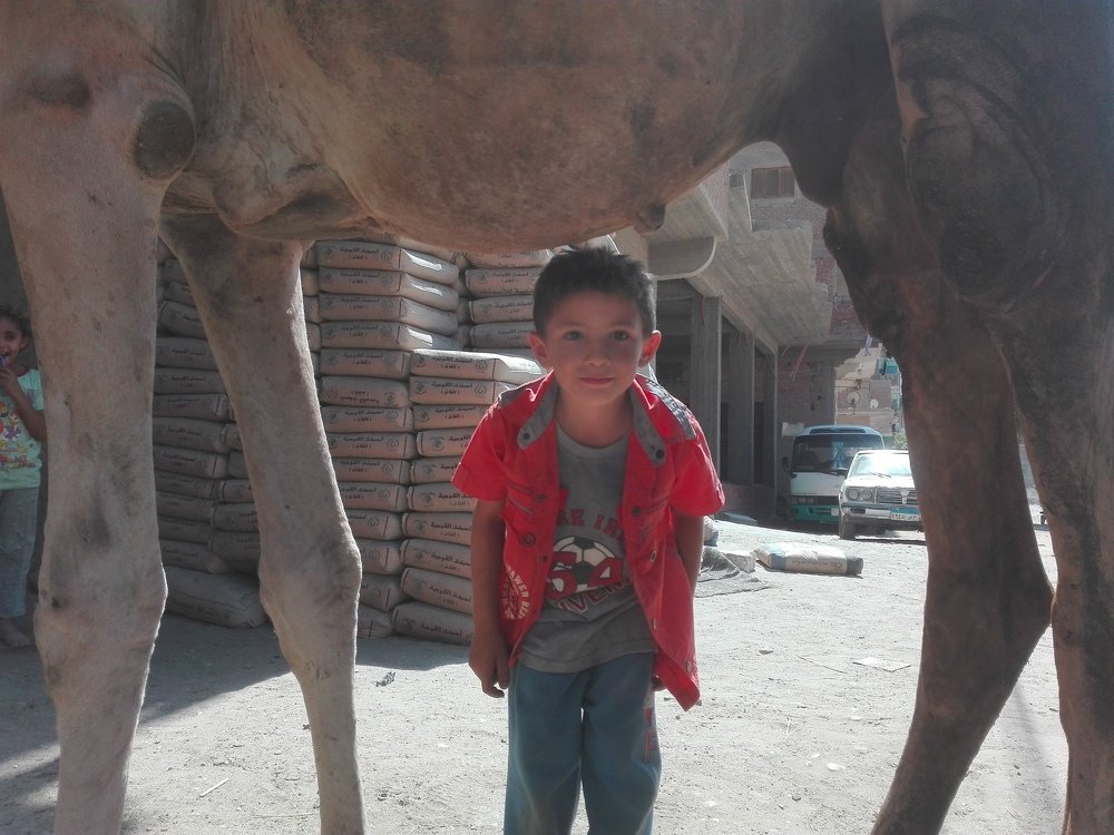 Фотография автора Adel elqamhawi Mohamed