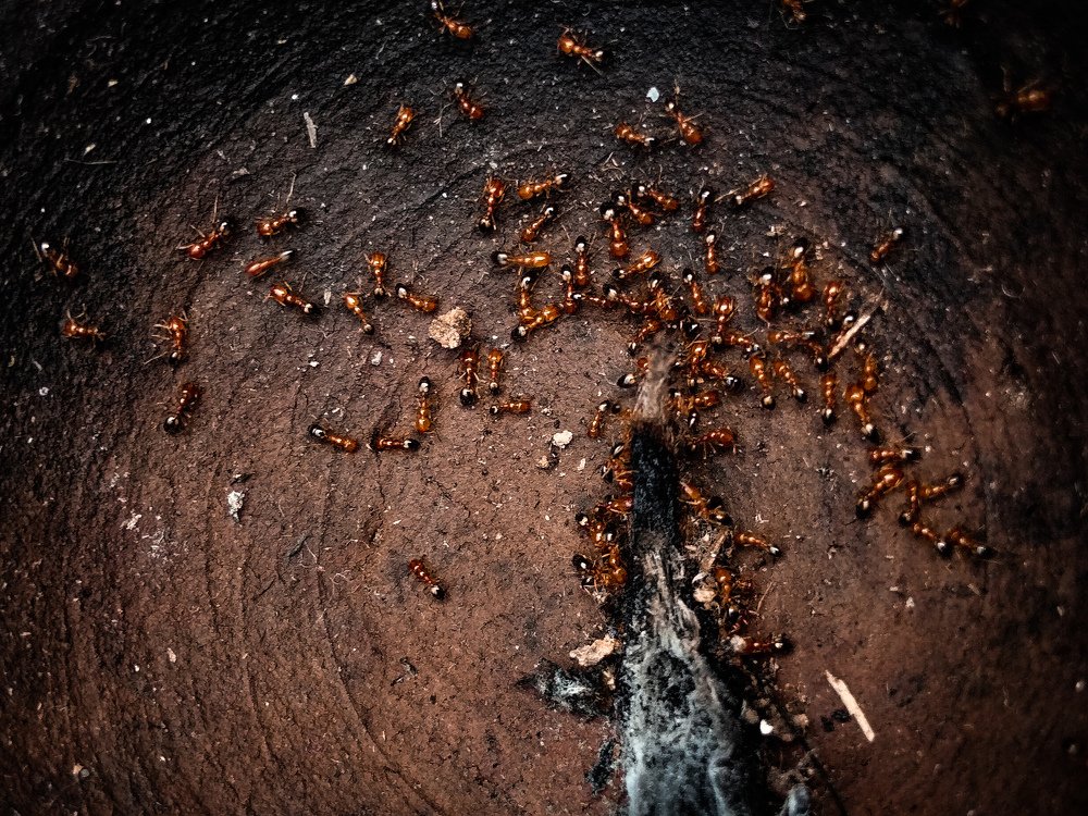 Photo #4070214