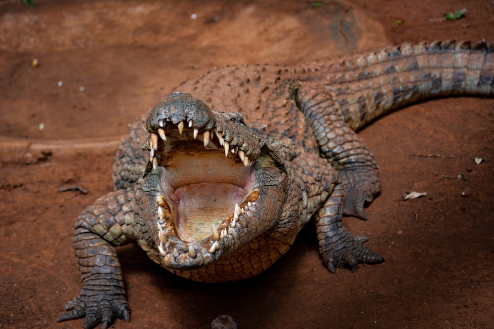 Crocodile in his.natural movement