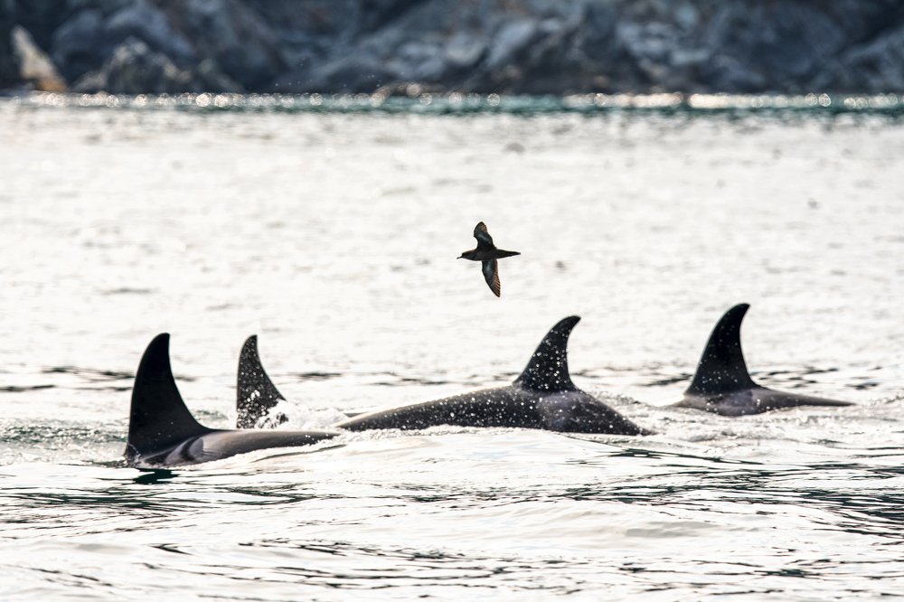 Воздушная разведка.