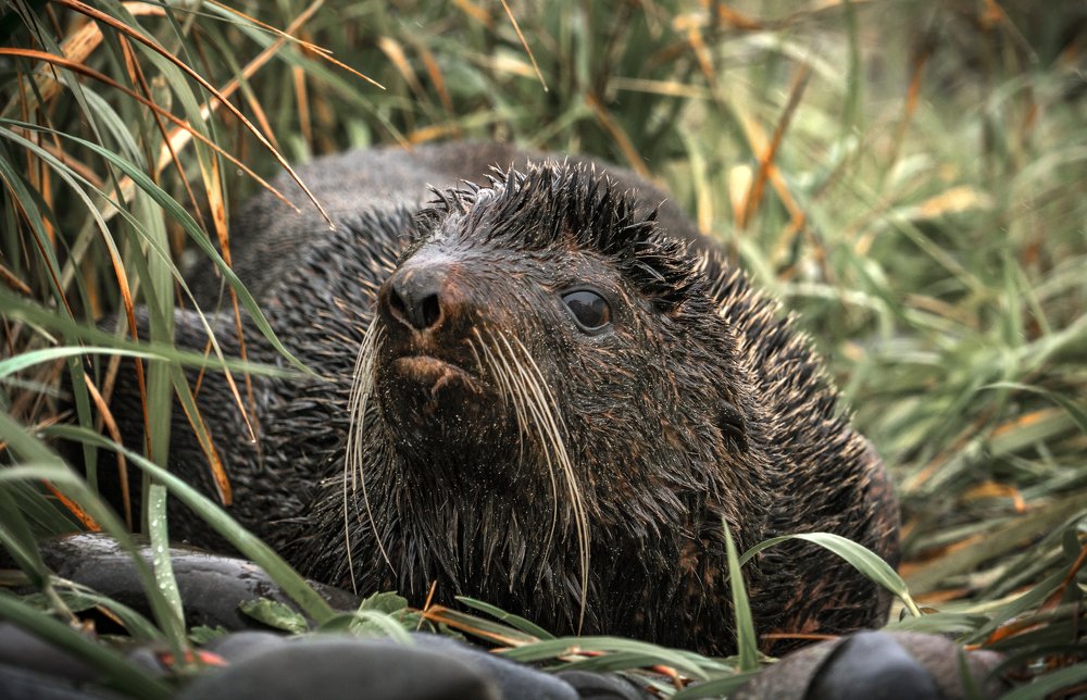 Мы с тобой одной крови