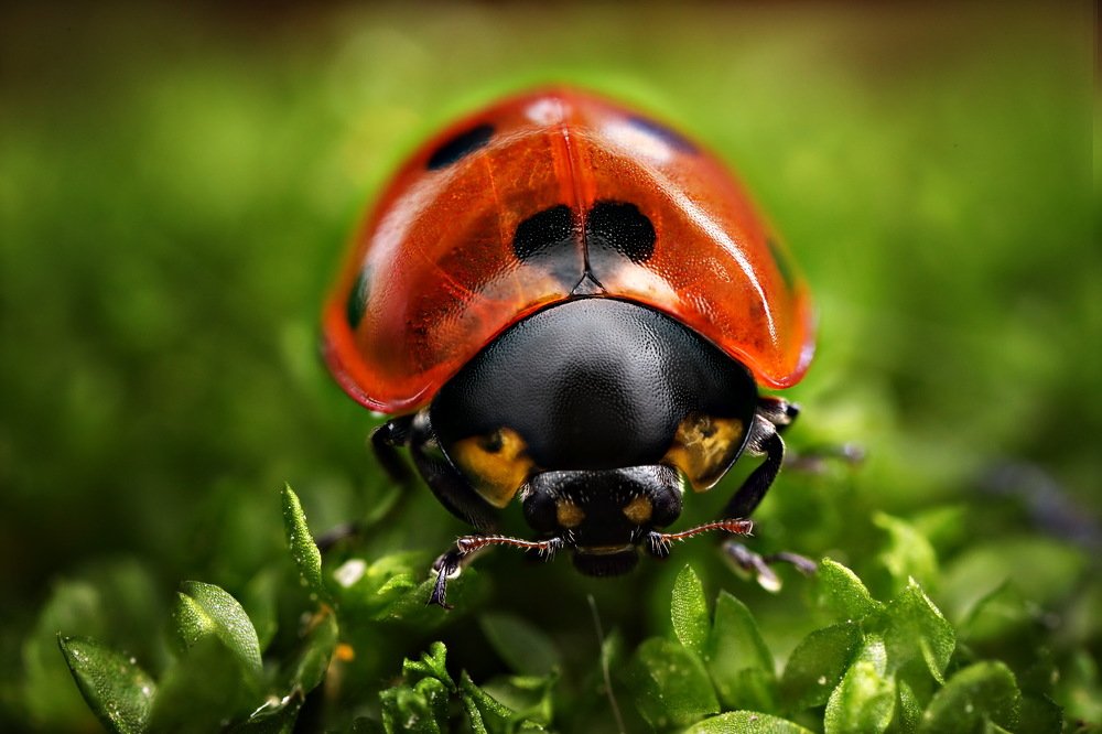 Фотография автора Dolli Pogrebnaya