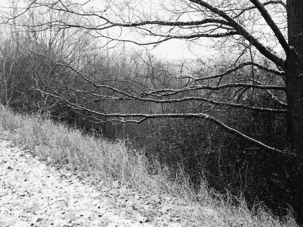 BLACK AND WHITE WINTER