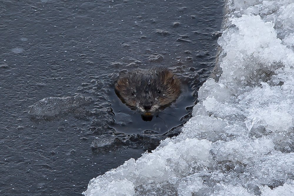 Photograph by Олег Тетерин