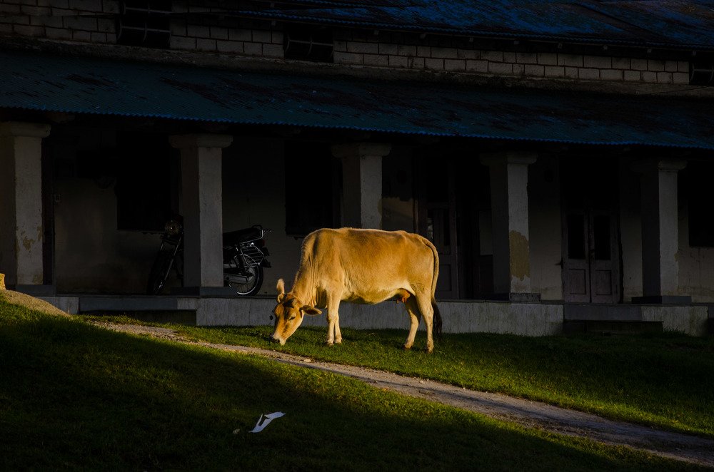 Photograph by ABHISHEK SINGH