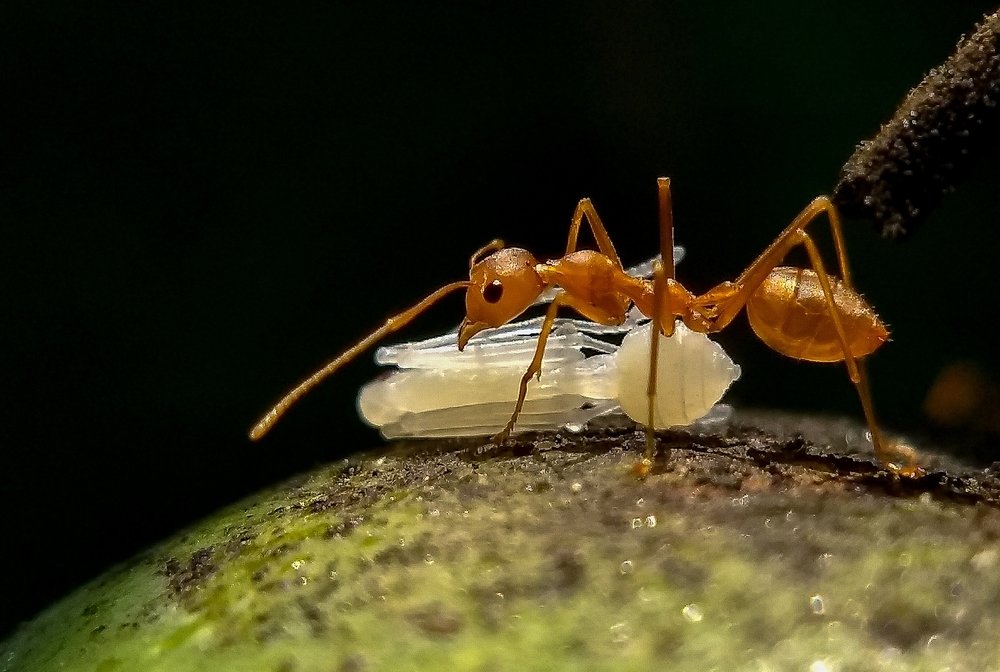 Life cycle of weaver ant