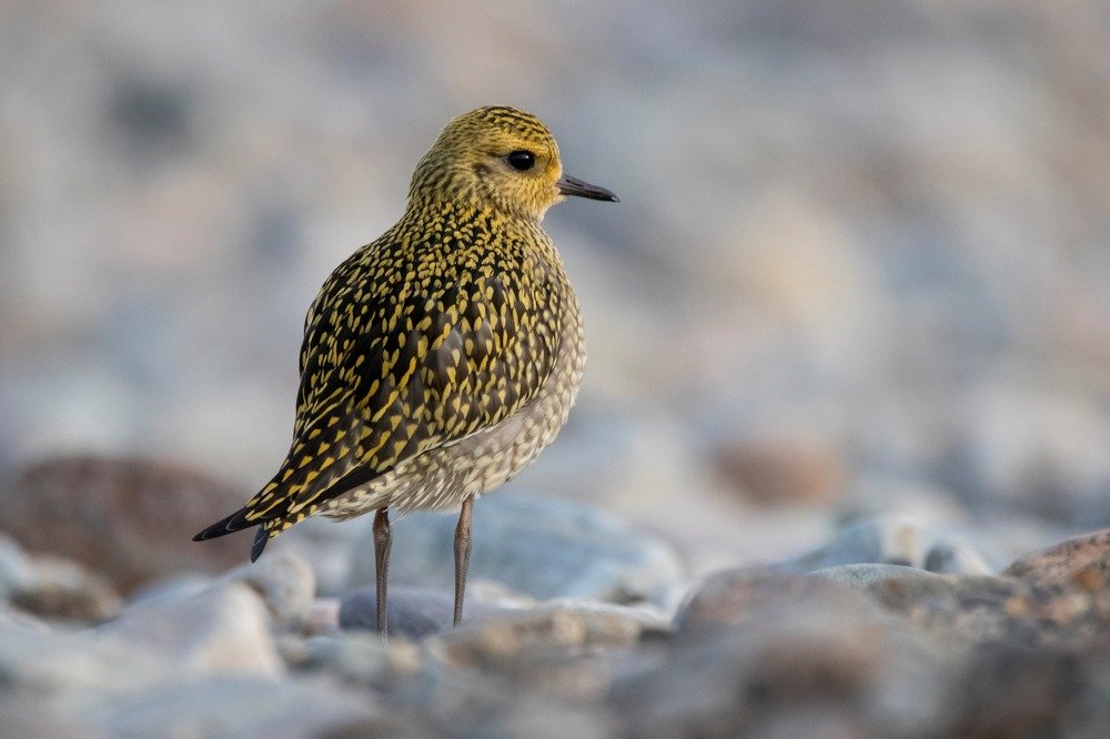 Photograph by Жбир Денис