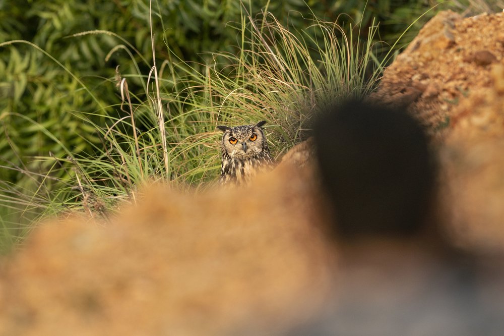 Photograph by Kalyan Chakraborty