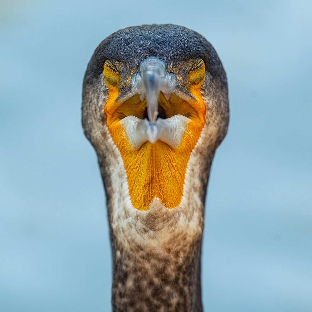 Photograph by Татьяна Жеребцова