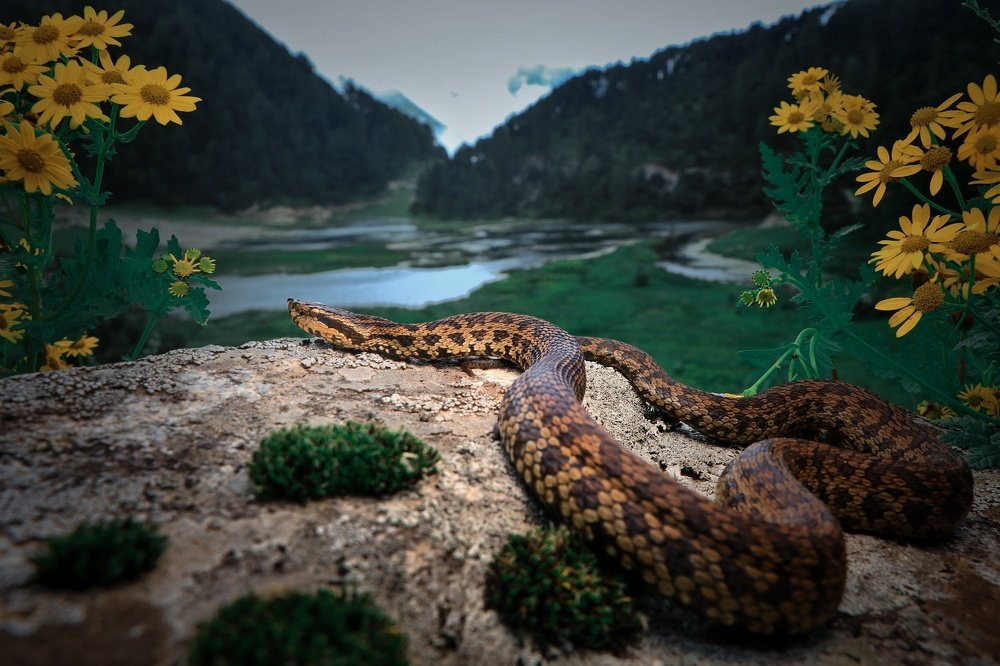 Photograph by Rohit Giri