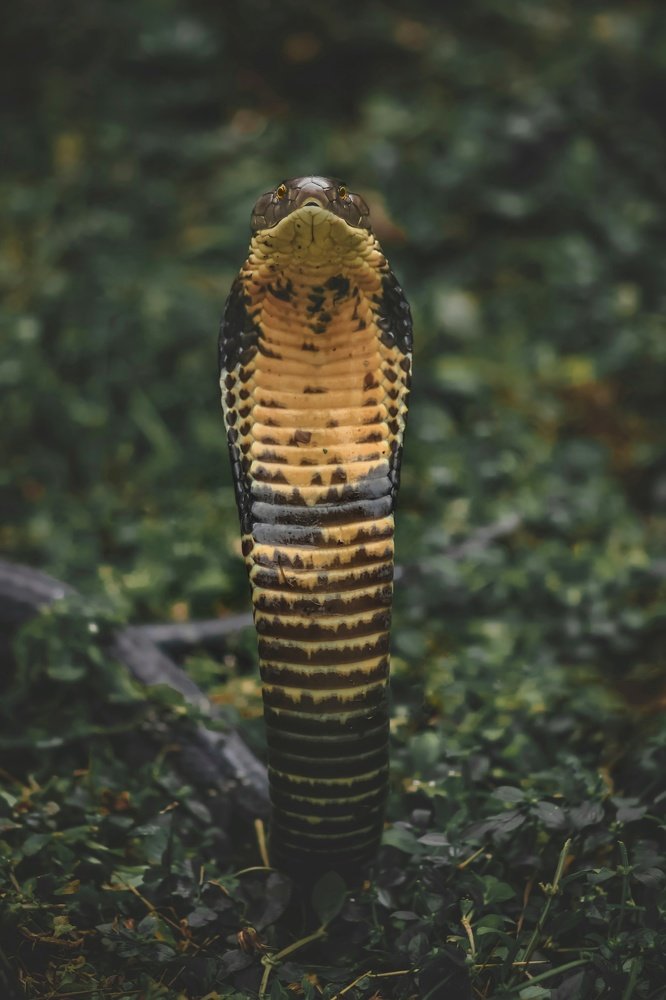 Photograph by Rohit Giri