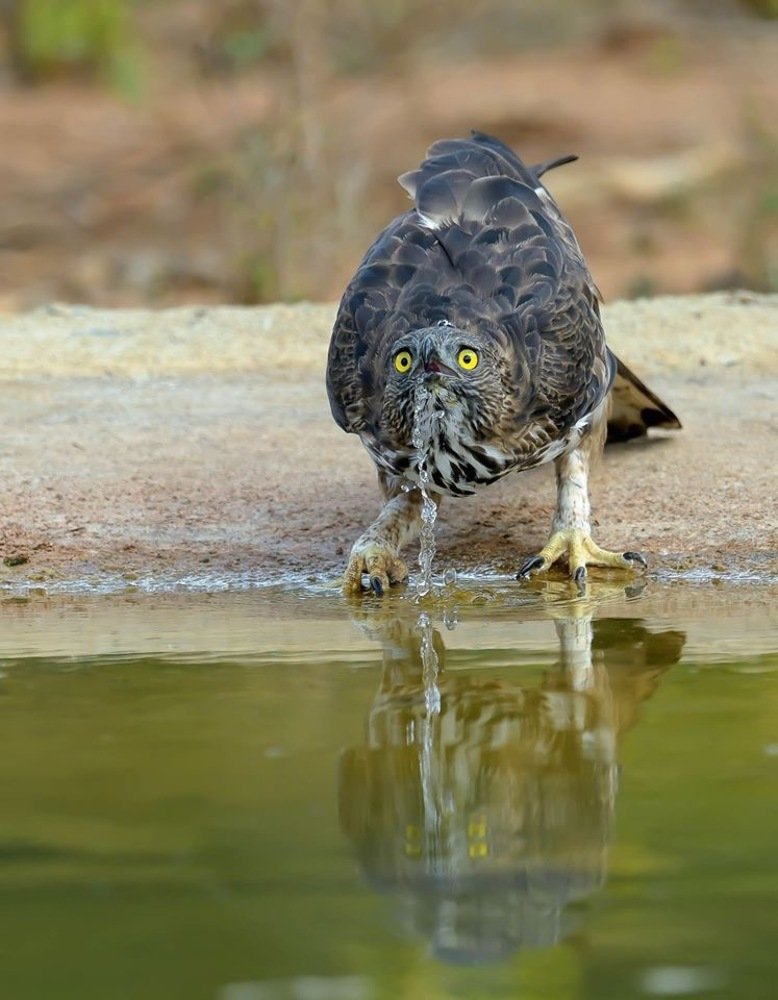 Photograph by Deepal buddika