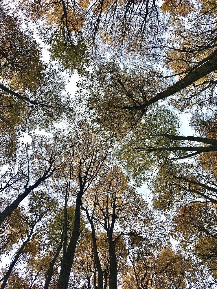 Узоры осени