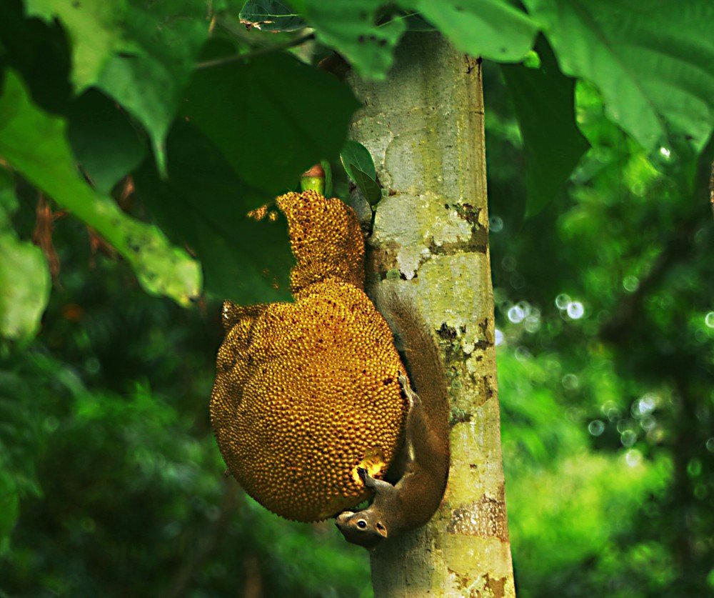 Photograph by Jahid Hasan Jahid