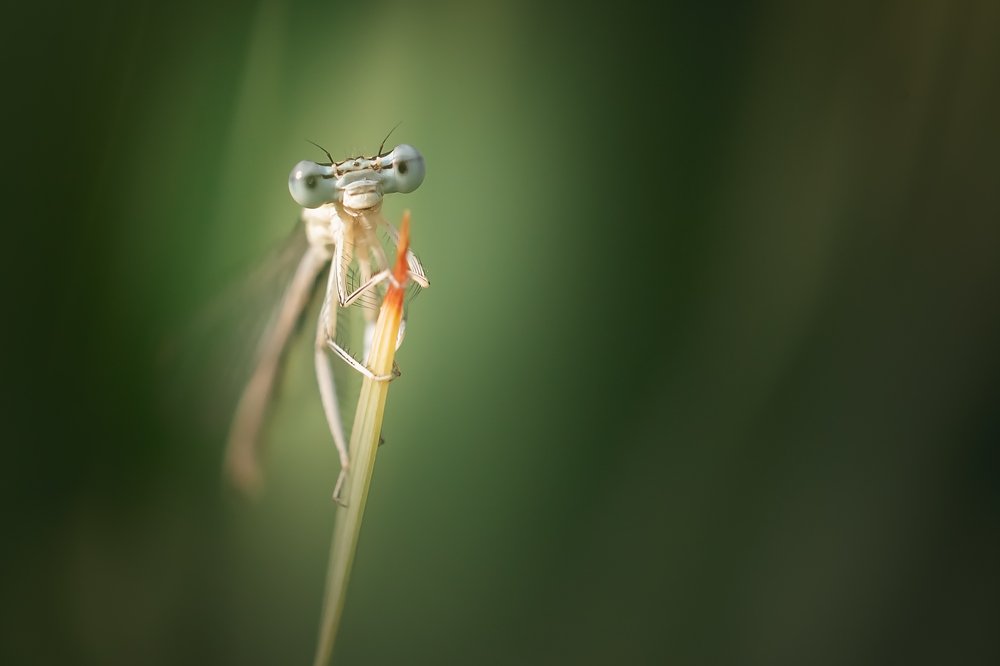 Photograph by Nicolae Fanurie Chirobocea