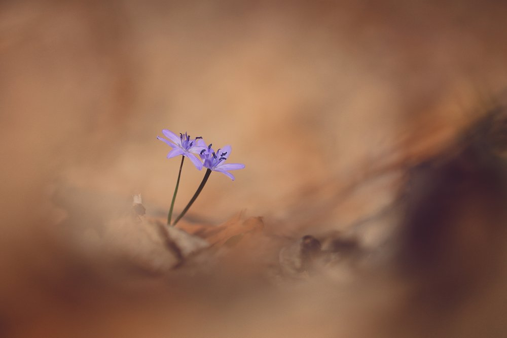 Photograph by Nicolae Fanurie Chirobocea