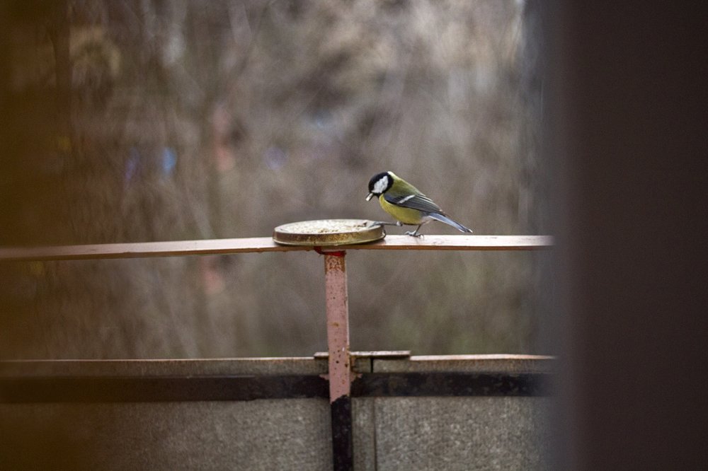 Синичка из окна