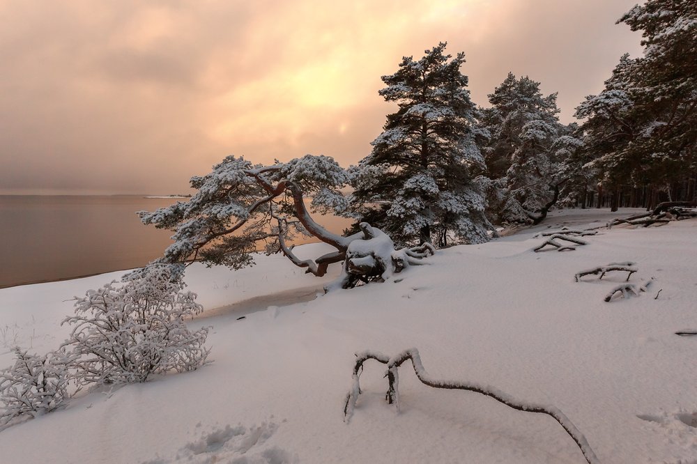 "Очарование сосновых лесов"