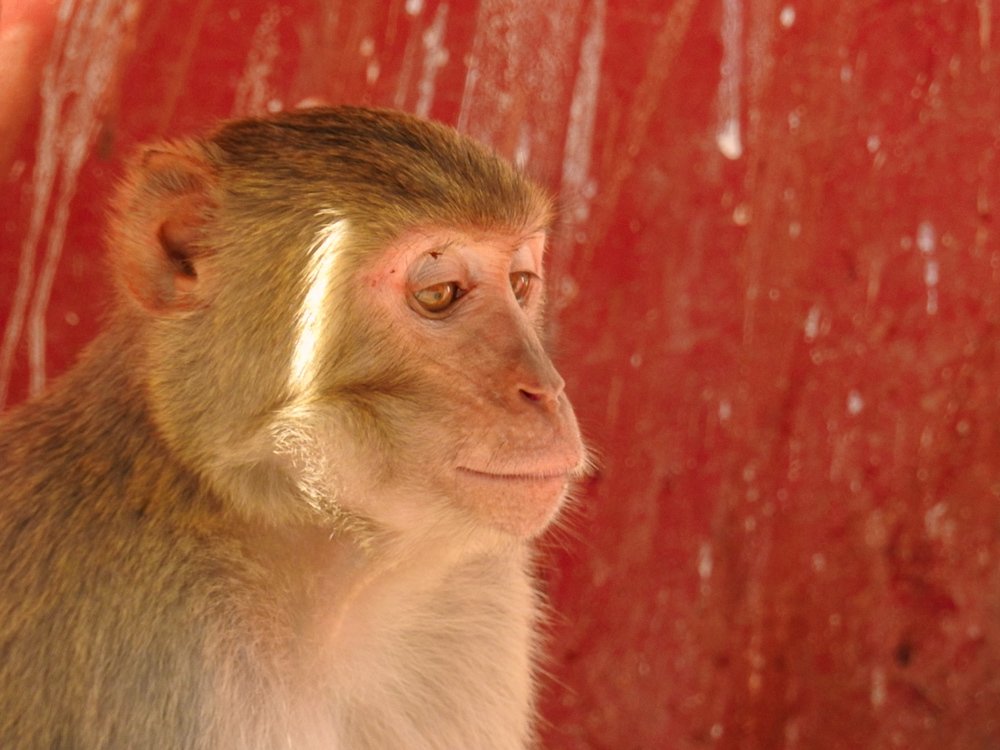 Myanmar Monkey