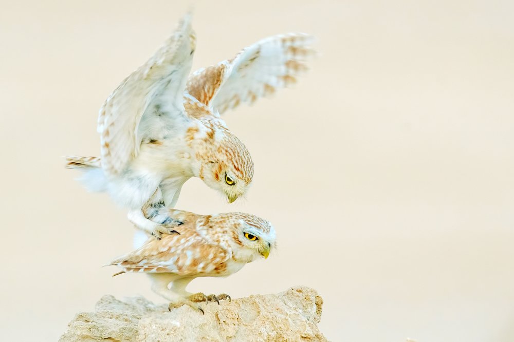 The world of Lilit owlets