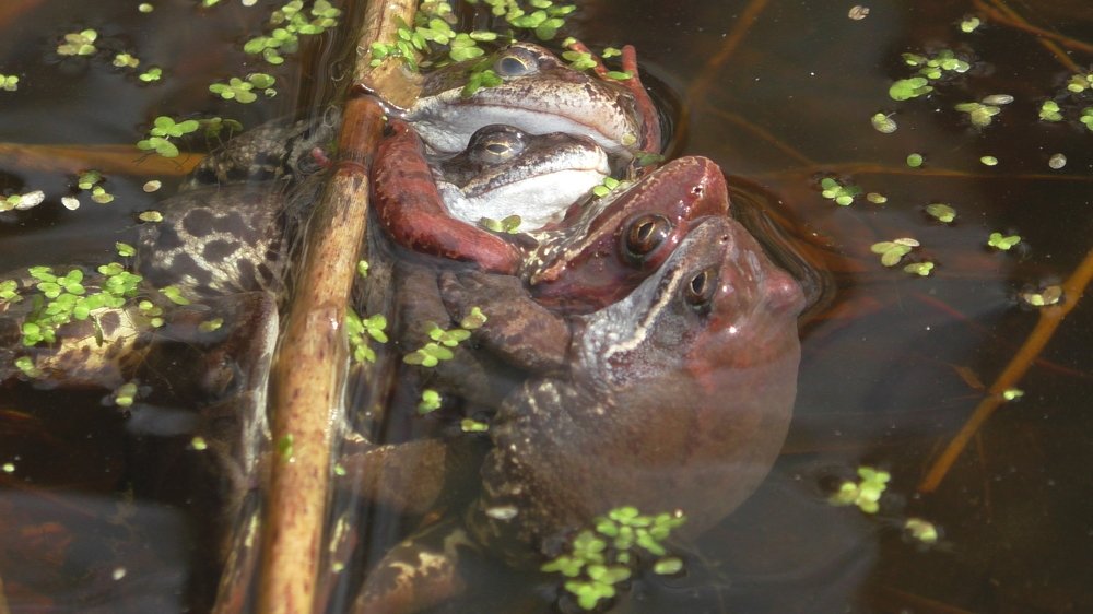 Брачная неразбериха