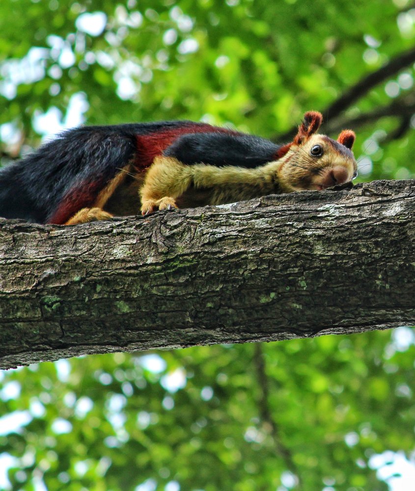 Photograph by Prasad Kn