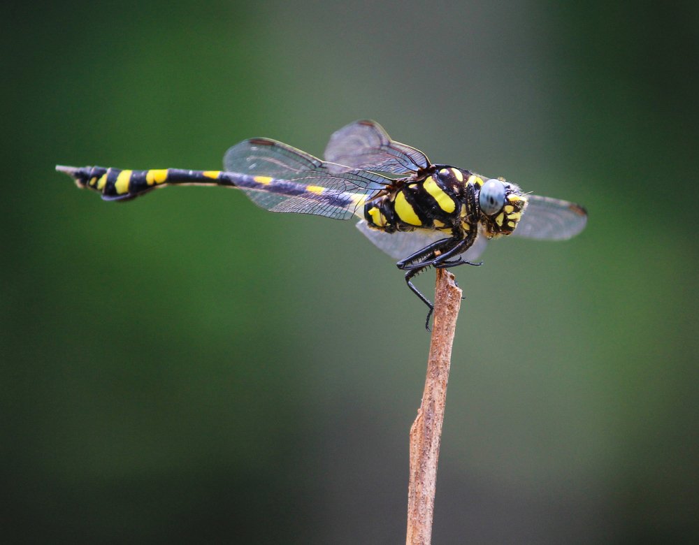 Photograph by Prasad Kn