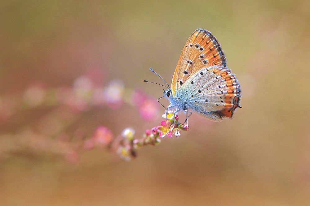 Photograph by Ramin Najafi