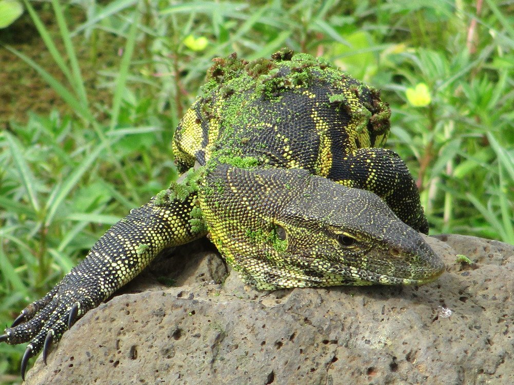 Monitor lizard
