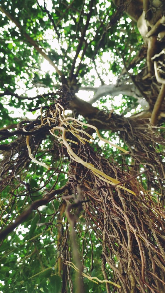 Under the Banyan Tree!