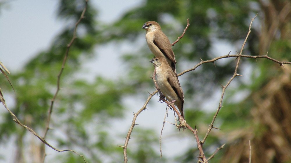 Photograph by Rakesh M Mallammanavar