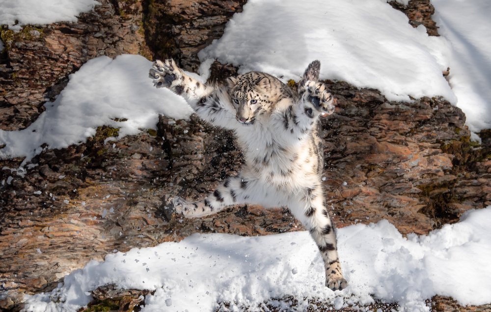 Leaping Leopard