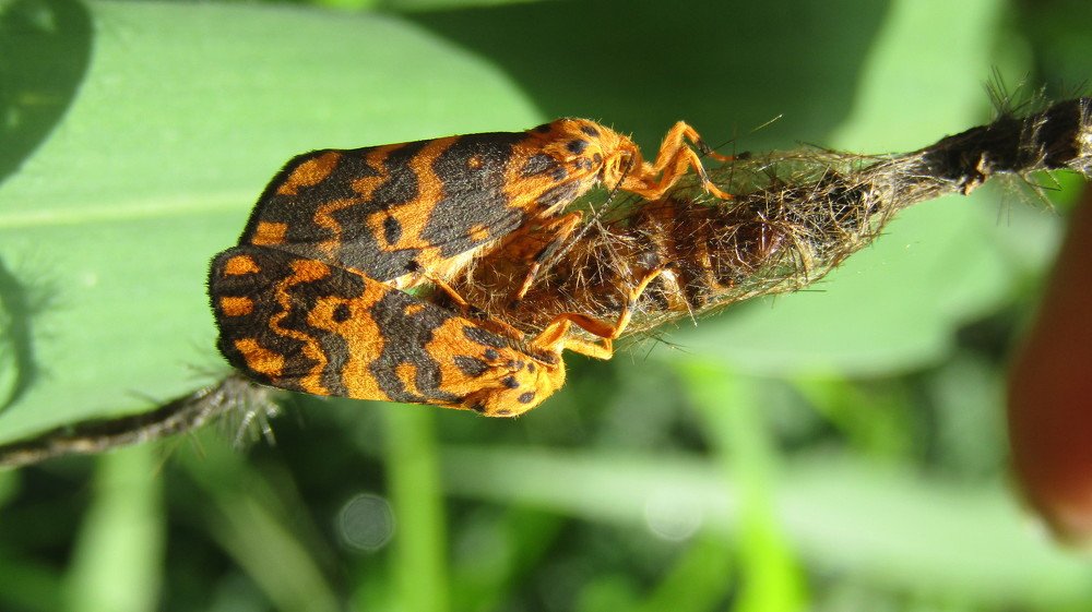 Macro