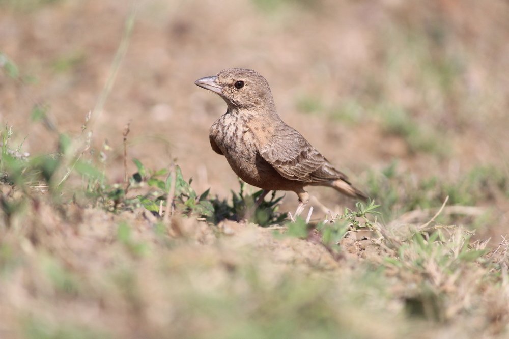 Photograph by Sharad vadoliya