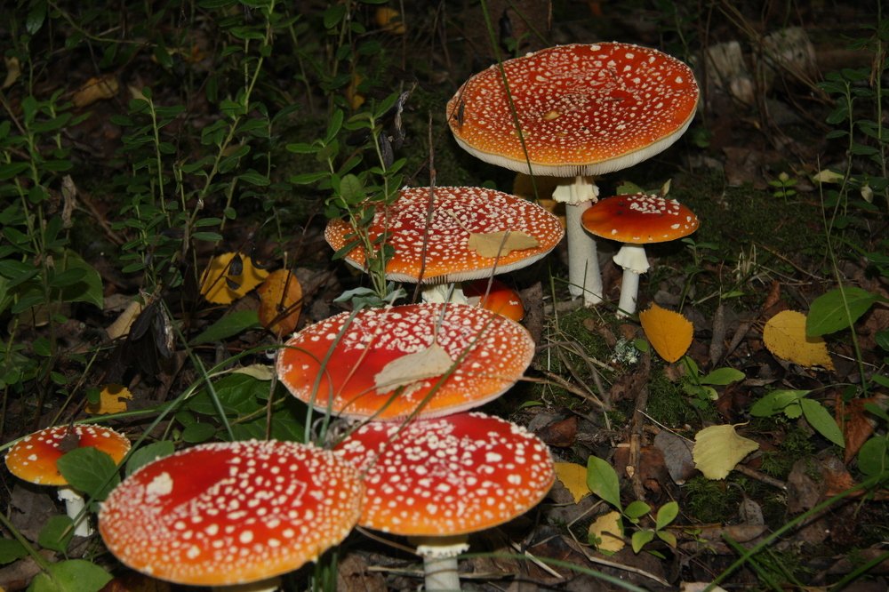 Photograph by Ольга Буланова